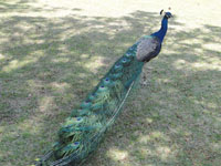 2010-05-16peacock2.jpg