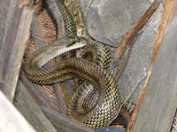 2010-05-16snake2.jpg