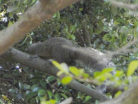 2010-05-16squirrel.jpg